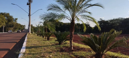 TCE-MS encontra irregularidades em licitação de compras de plantas pelo prefeito Lucas Foroni que supostamente privilegia empresa de ex-primeira dama