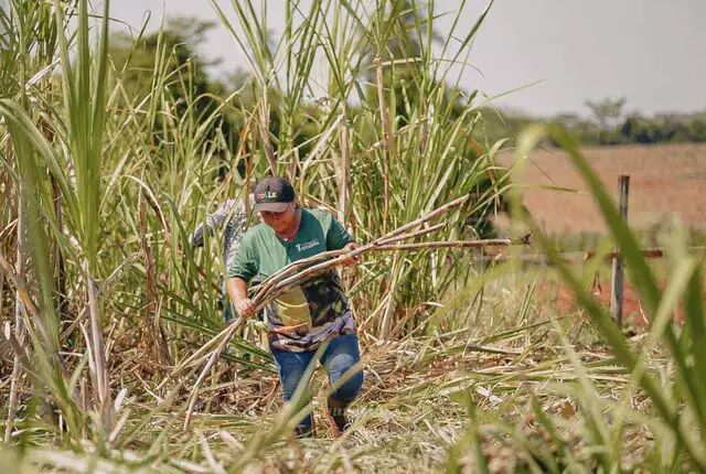 Há 20 anos, Terezinha mudou a vida da família com caldo de cana