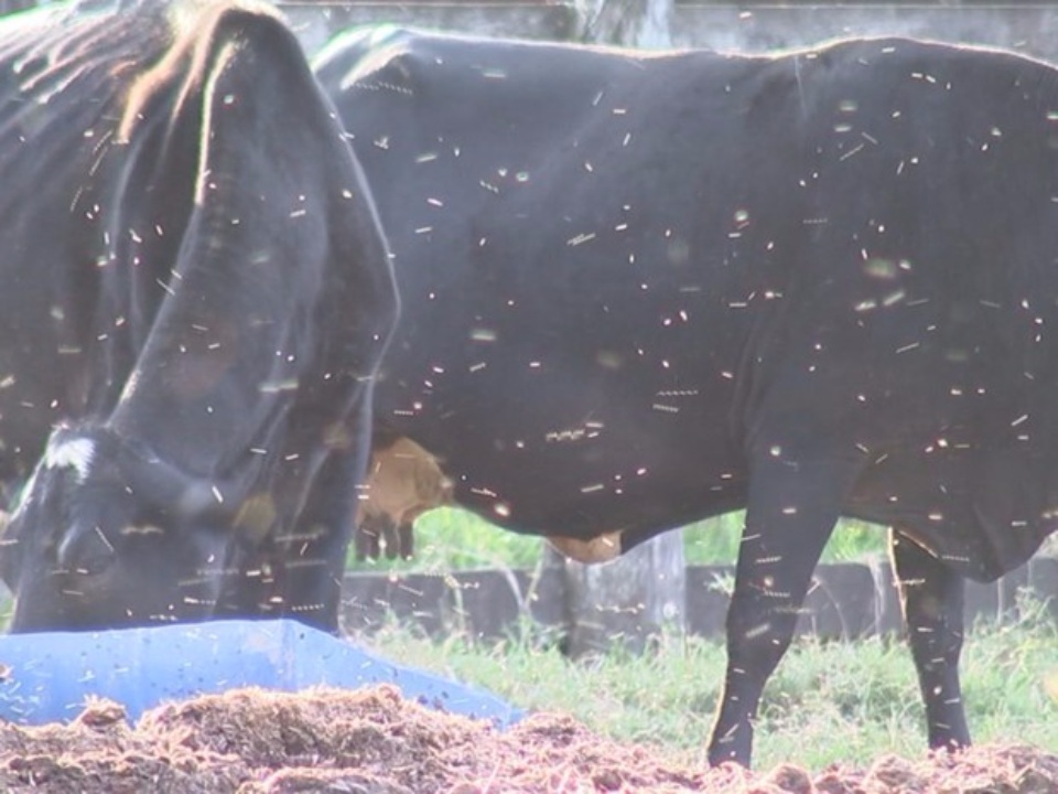 Produtores Rurais sofrem com os ataques da mosca-de-estábulos devido ao crescimento da produção de cana-de-açúcar