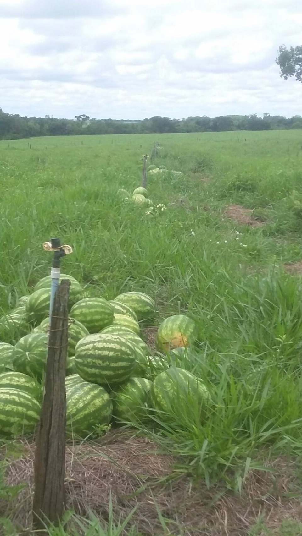 Produtor de Nova Alvorada do Sul, diversifica renda com produção de Melancia