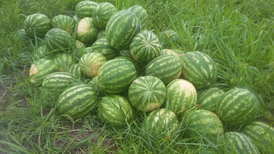 Produtor de Nova Alvorada do Sul, diversifica renda com produção de Melancia