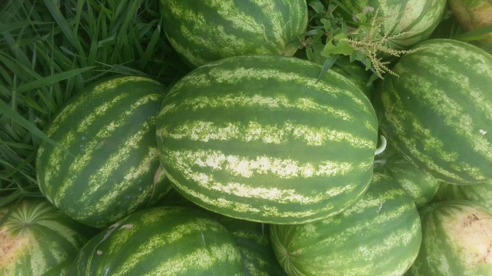 Produtor de Nova Alvorada do Sul, diversifica renda com produção de Melancia