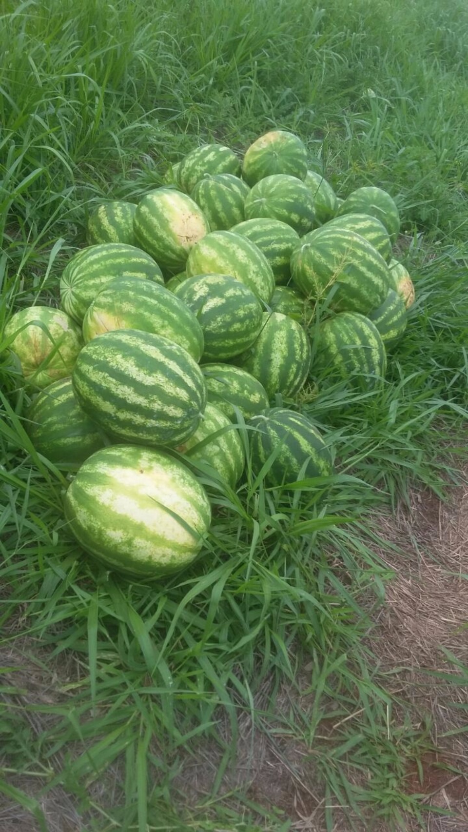 Produtor de Nova Alvorada do Sul, diversifica renda com produção de Melancia