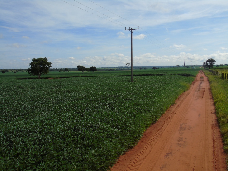 Cooperalfa realiza o primeiro “Dia de Campo Alfa” em Nova Alvorada do Sul