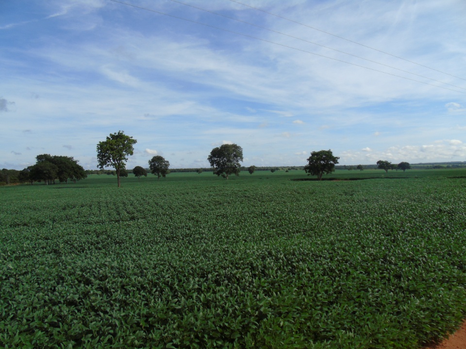 Cooperalfa realiza o primeiro “Dia de Campo Alfa” em Nova Alvorada do Sul