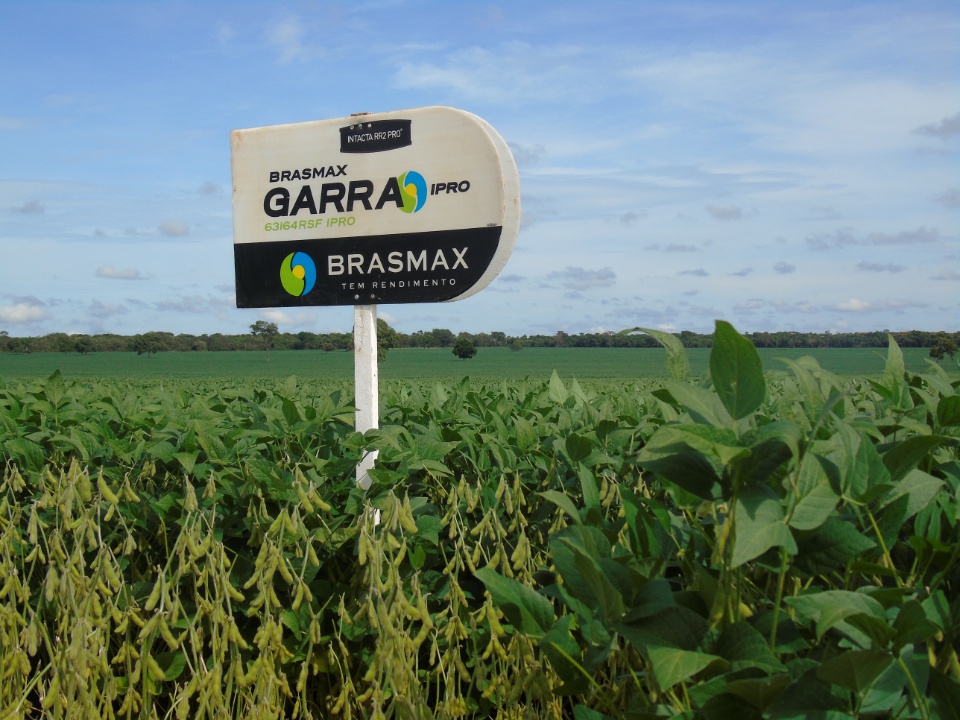 Cooperalfa realiza o primeiro “Dia de Campo Alfa” em Nova Alvorada do Sul