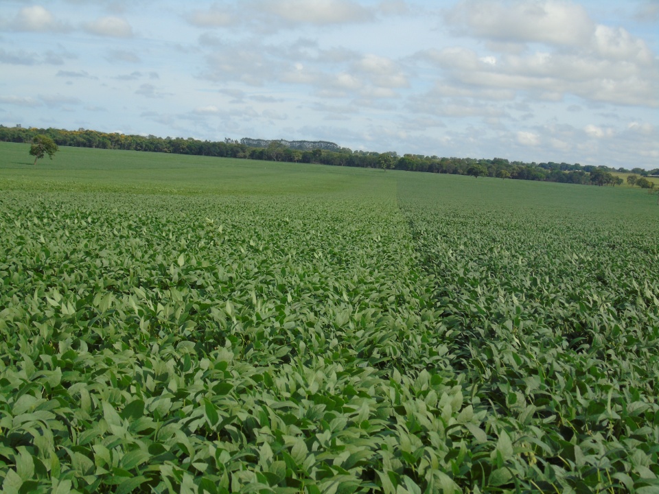 Cooperalfa realiza o primeiro “Dia de Campo Alfa” em Nova Alvorada do Sul