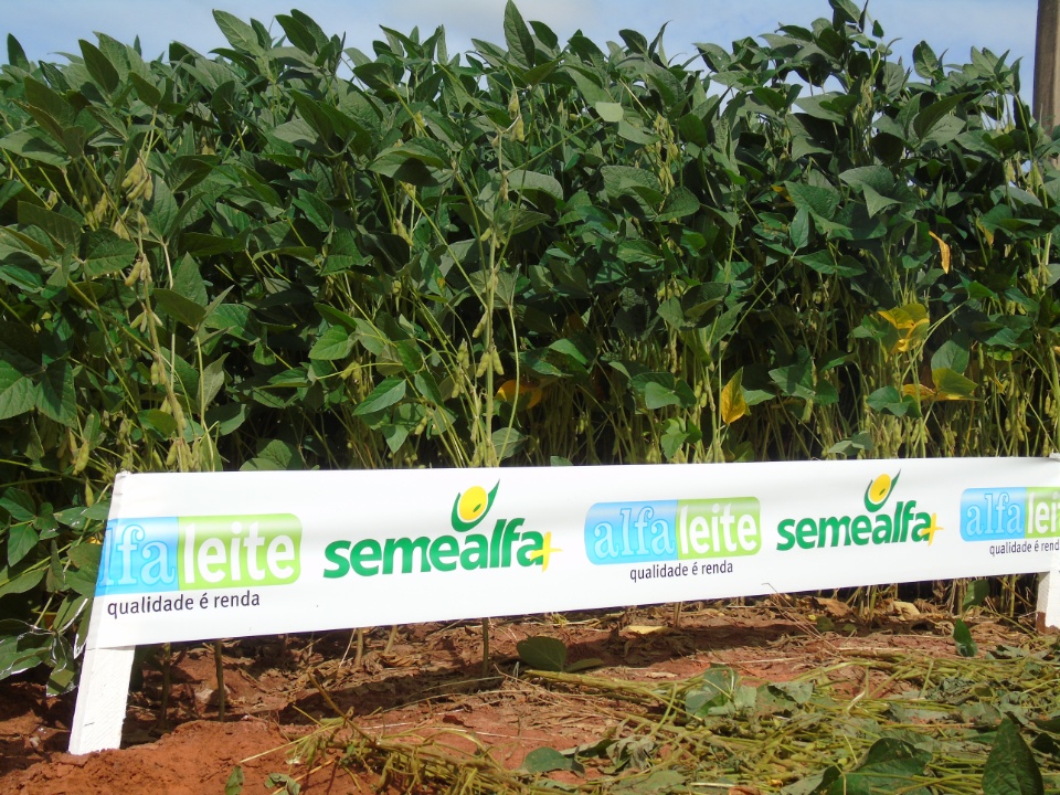 Cooperalfa realiza o primeiro “Dia de Campo Alfa” em Nova Alvorada do Sul