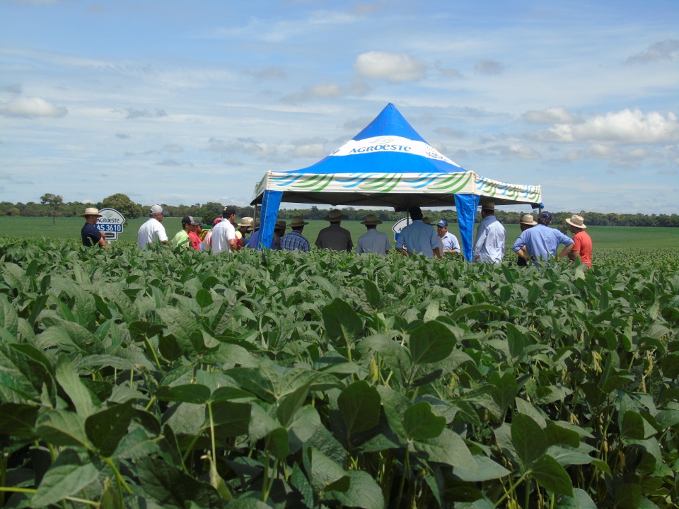 Cooperalfa realiza o primeiro “Dia de Campo Alfa” em Nova Alvorada do Sul