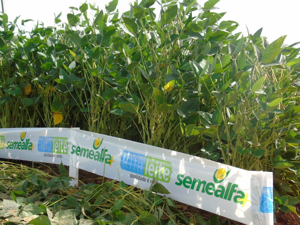 Cooperalfa realiza o primeiro “Dia de Campo Alfa” em Nova Alvorada do Sul