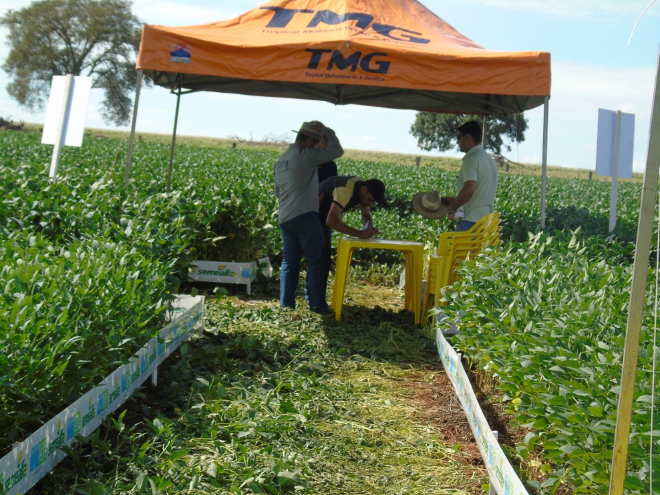 Cooperalfa realiza o primeiro “Dia de Campo Alfa” em Nova Alvorada do Sul