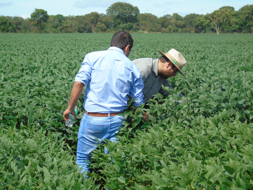 Cooperalfa realiza o primeiro “Dia de Campo Alfa” em Nova Alvorada do Sul