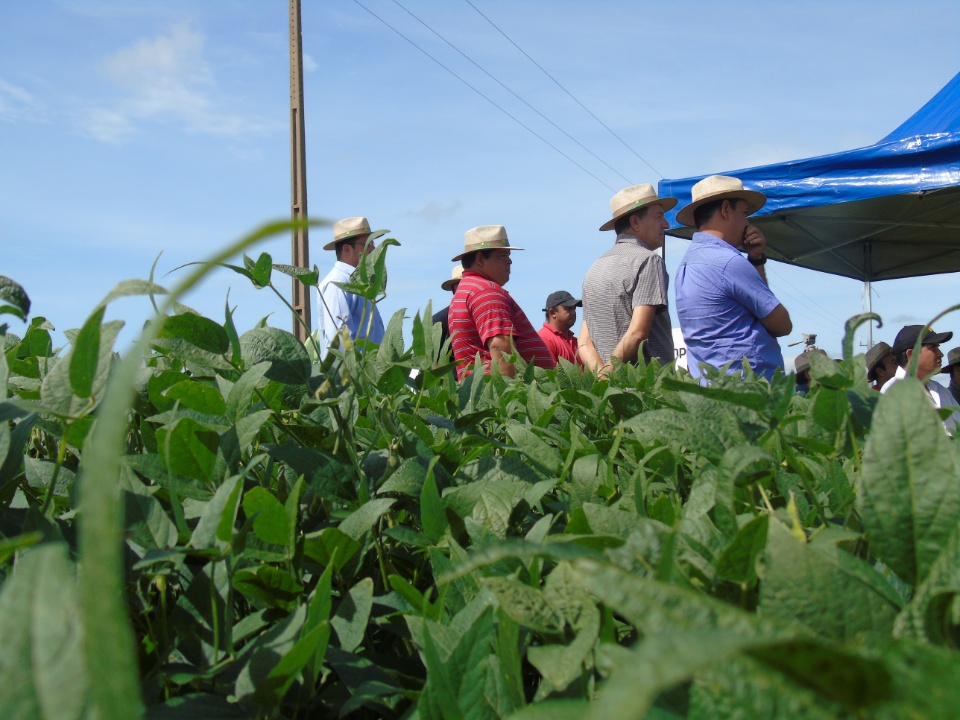 Cooperalfa realiza o primeiro “Dia de Campo Alfa” em Nova Alvorada do Sul