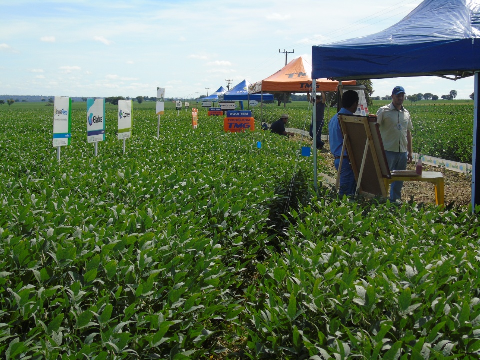 Cooperalfa realiza o primeiro “Dia de Campo Alfa” em Nova Alvorada do Sul