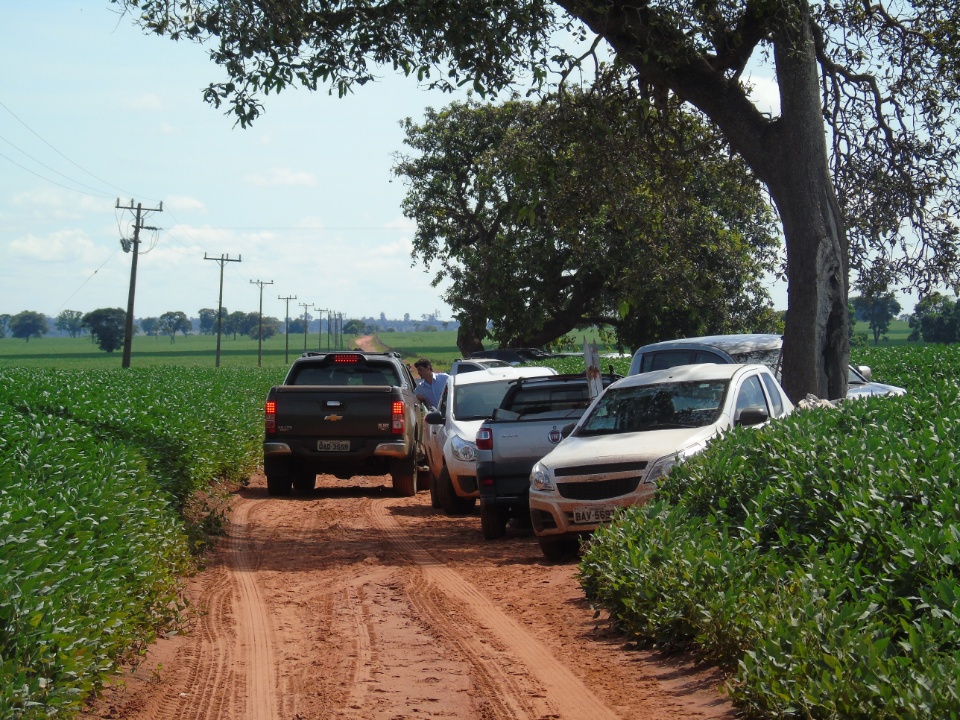 Cooperalfa realiza o primeiro “Dia de Campo Alfa” em Nova Alvorada do Sul