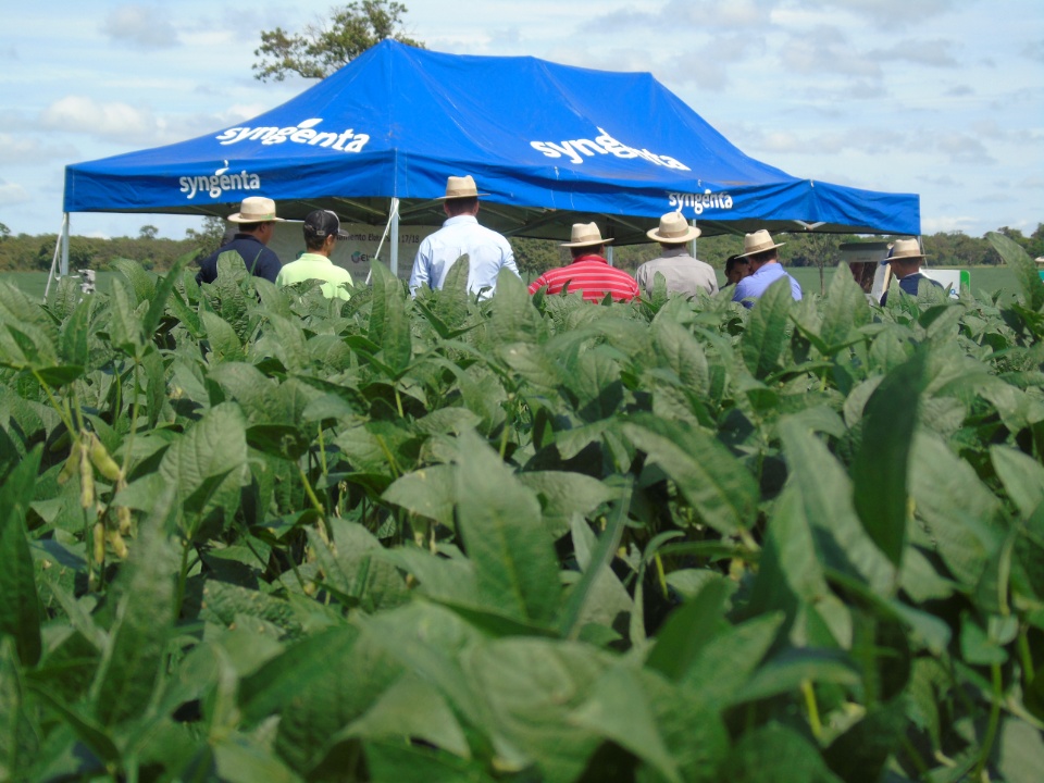 Cooperalfa realiza o primeiro “Dia de Campo Alfa” em Nova Alvorada do Sul