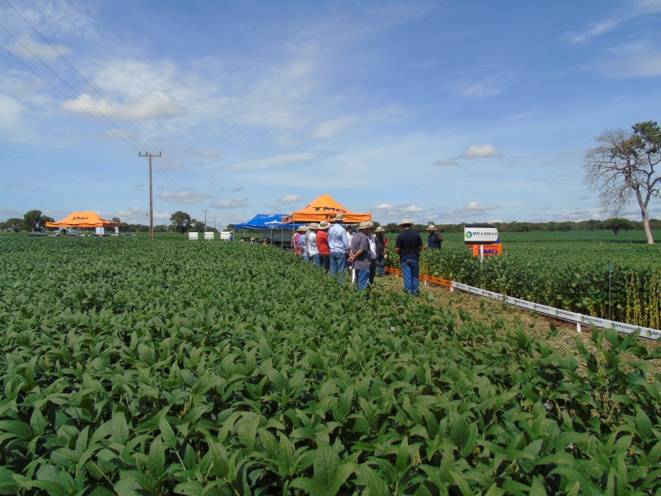 Cooperalfa realiza o primeiro “Dia de Campo Alfa” em Nova Alvorada do Sul