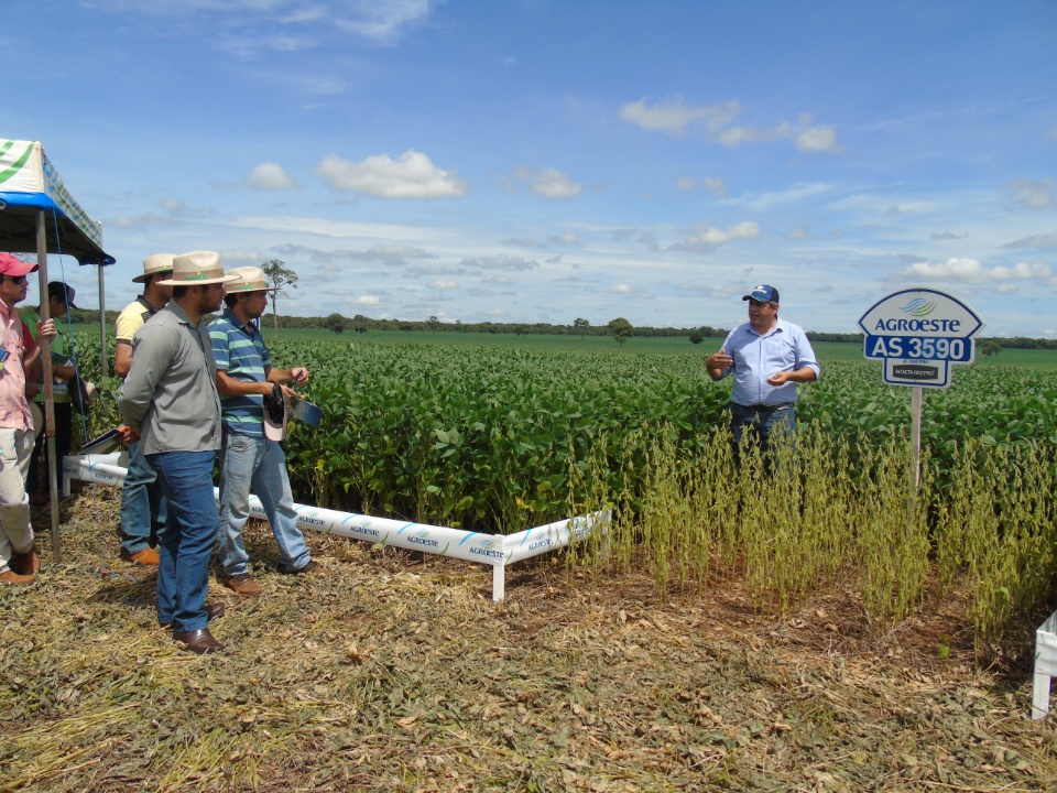 Cooperalfa realiza o primeiro “Dia de Campo Alfa” em Nova Alvorada do Sul
