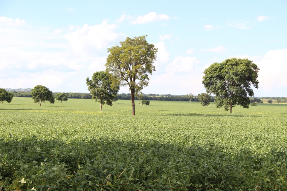 Cooper Alfa realiza a segunda edição do “Dia de Campo Alfa” em Nova Alvorada do Sul