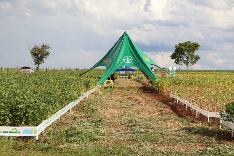 Cooper Alfa realiza a segunda edição do “Dia de Campo Alfa” em Nova Alvorada do Sul