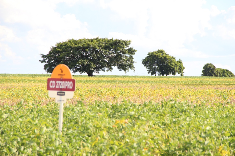 Cooper Alfa realiza a segunda edição do “Dia de Campo Alfa” em Nova Alvorada do Sul