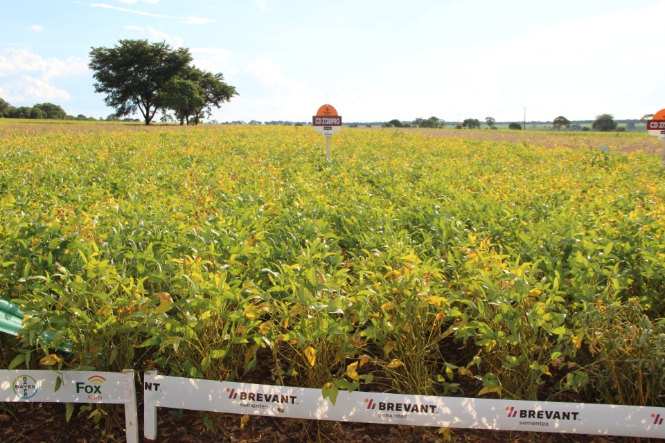 Cooper Alfa realiza a segunda edição do “Dia de Campo Alfa” em Nova Alvorada do Sul