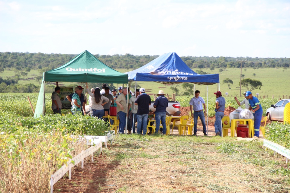 Cooper Alfa realiza a segunda edição do “Dia de Campo Alfa” em Nova Alvorada do Sul