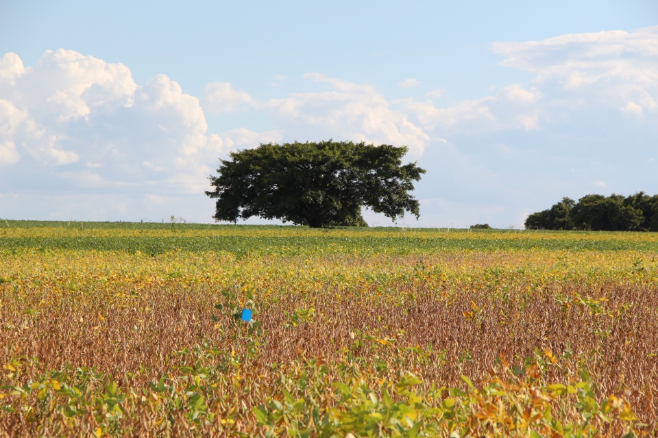 Cooper Alfa realiza a segunda edição do “Dia de Campo Alfa” em Nova Alvorada do Sul