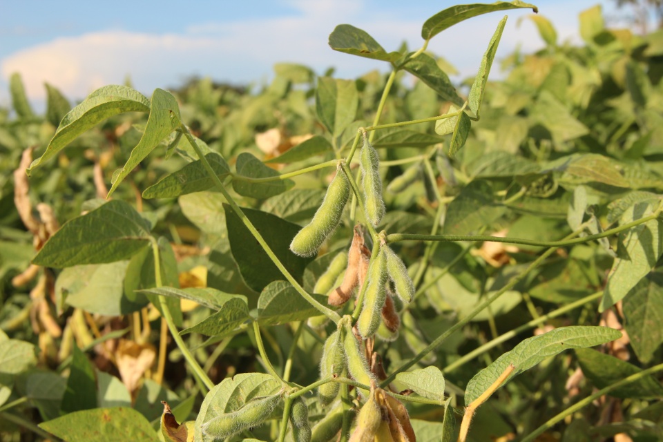 Cooper Alfa realiza a segunda edição do “Dia de Campo Alfa” em Nova Alvorada do Sul