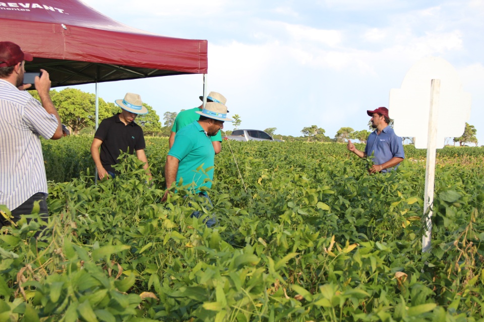 Cooper Alfa realiza a segunda edição do “Dia de Campo Alfa” em Nova Alvorada do Sul