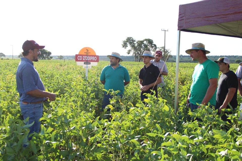 Cooper Alfa realiza a segunda edição do “Dia de Campo Alfa” em Nova Alvorada do Sul