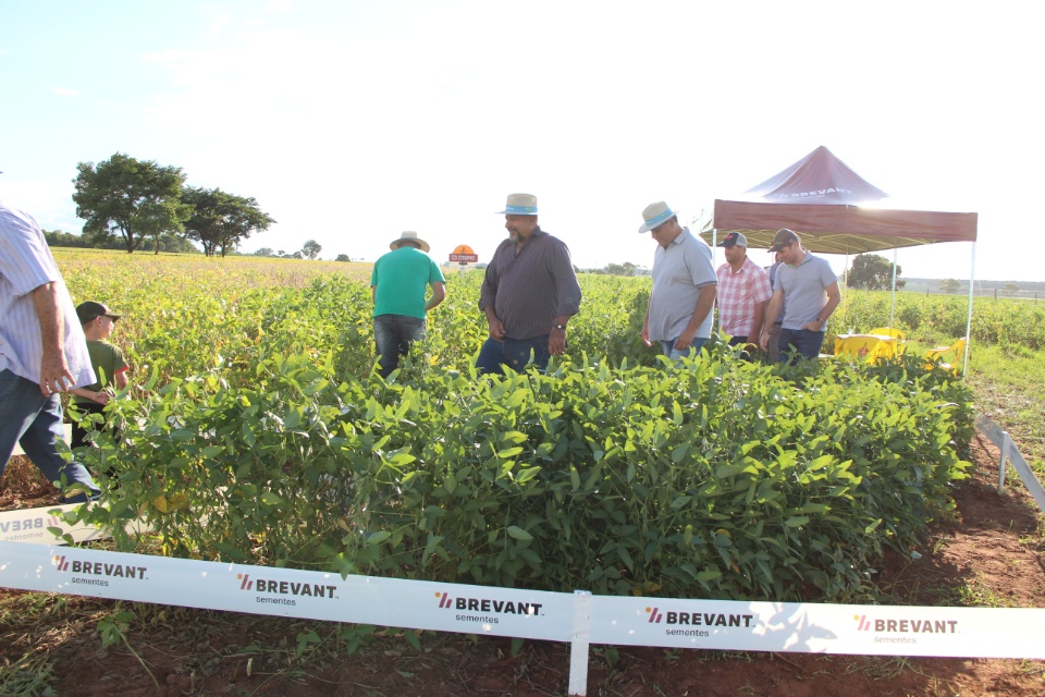 Cooper Alfa realiza a segunda edição do “Dia de Campo Alfa” em Nova Alvorada do Sul