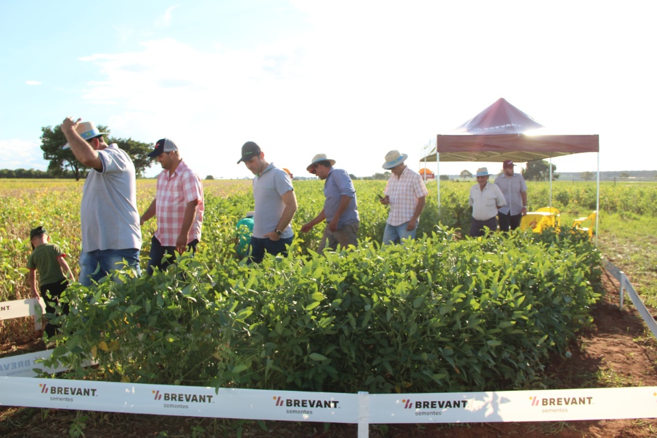 Cooper Alfa realiza a segunda edição do “Dia de Campo Alfa” em Nova Alvorada do Sul