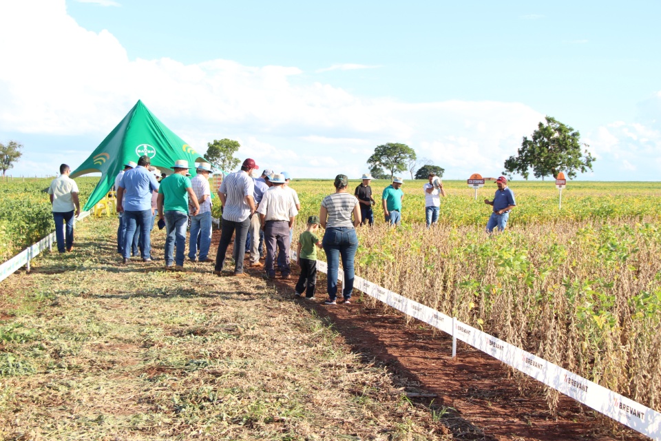 Cooper Alfa realiza a segunda edição do “Dia de Campo Alfa” em Nova Alvorada do Sul