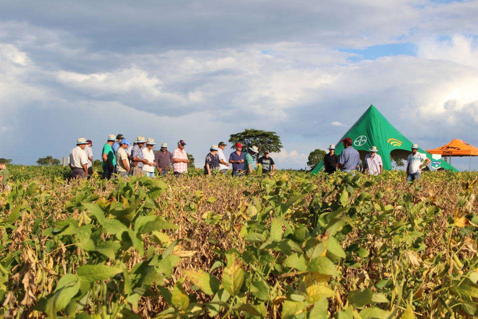 Cooper Alfa realiza a segunda edição do “Dia de Campo Alfa” em Nova Alvorada do Sul