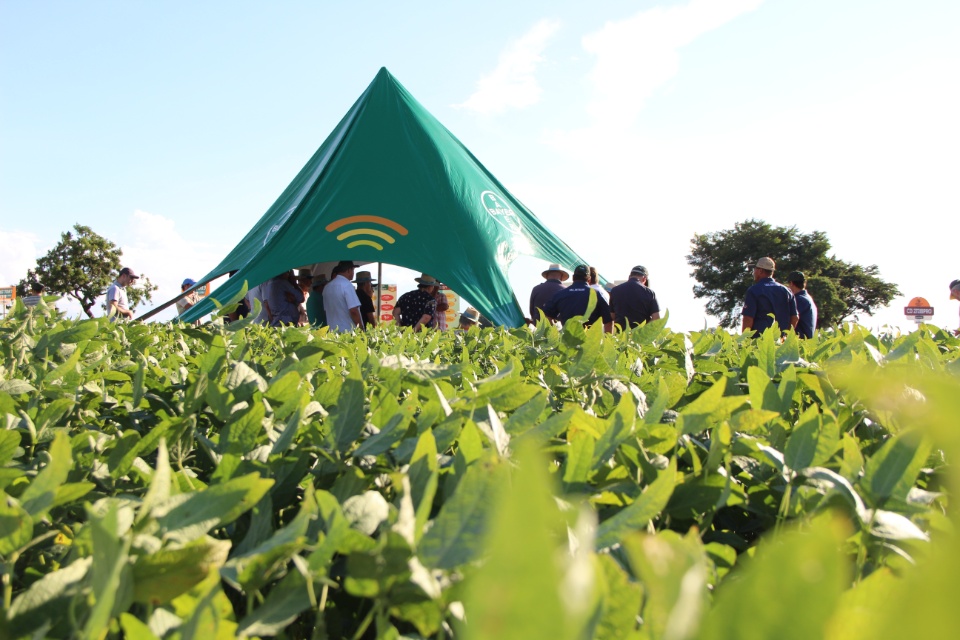 Cooper Alfa realiza a segunda edição do “Dia de Campo Alfa” em Nova Alvorada do Sul