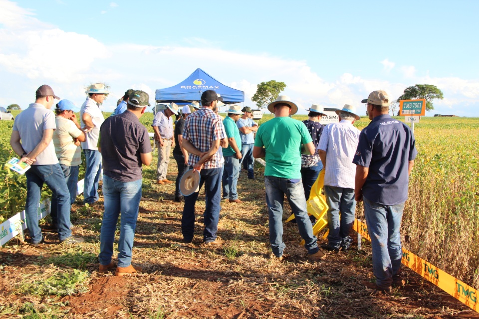 Cooper Alfa realiza a segunda edição do “Dia de Campo Alfa” em Nova Alvorada do Sul