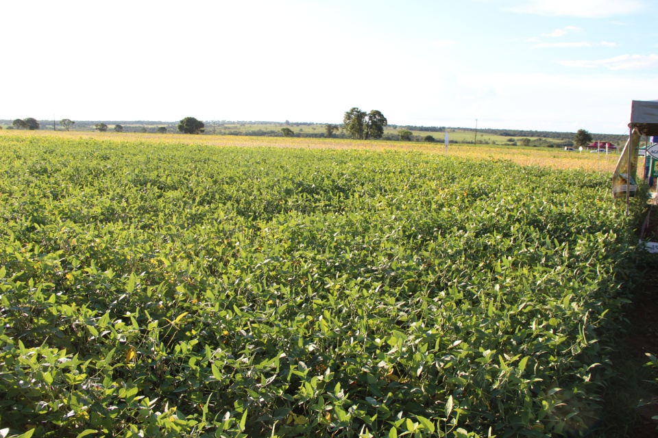 Cooper Alfa realiza a segunda edição do “Dia de Campo Alfa” em Nova Alvorada do Sul