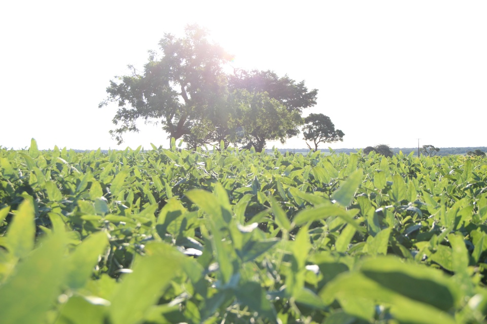 Cooper Alfa realiza a segunda edição do “Dia de Campo Alfa” em Nova Alvorada do Sul