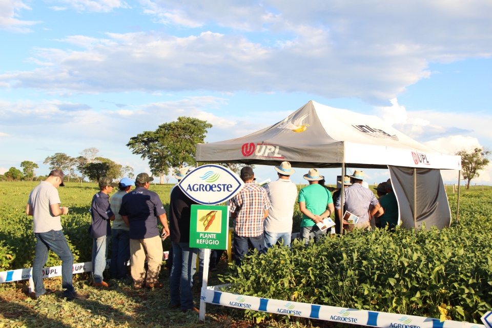 Cooper Alfa realiza a segunda edição do “Dia de Campo Alfa” em Nova Alvorada do Sul