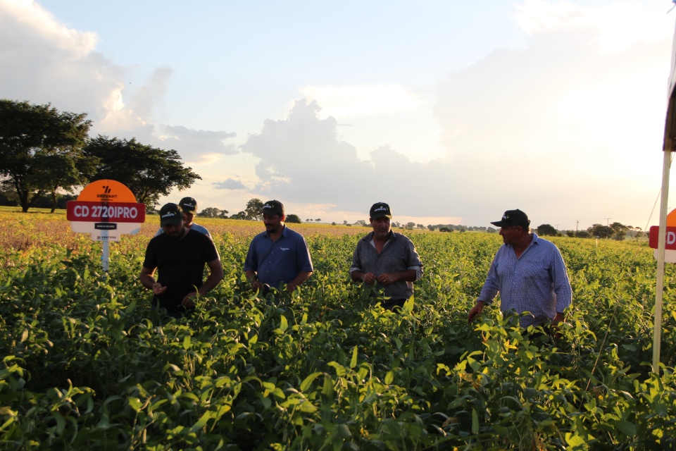 Cooper Alfa realiza a segunda edição do “Dia de Campo Alfa” em Nova Alvorada do Sul