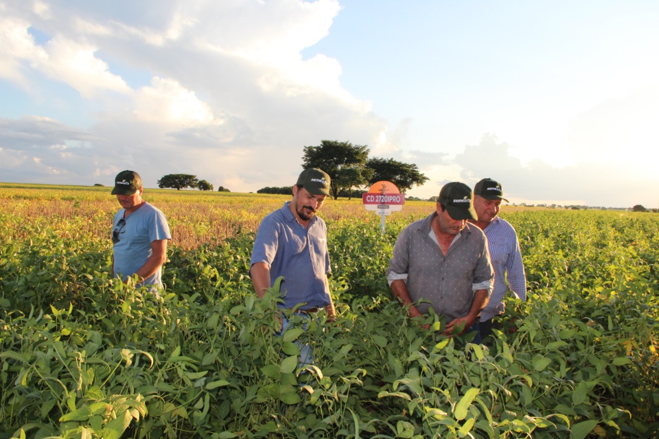 Cooper Alfa realiza a segunda edição do “Dia de Campo Alfa” em Nova Alvorada do Sul