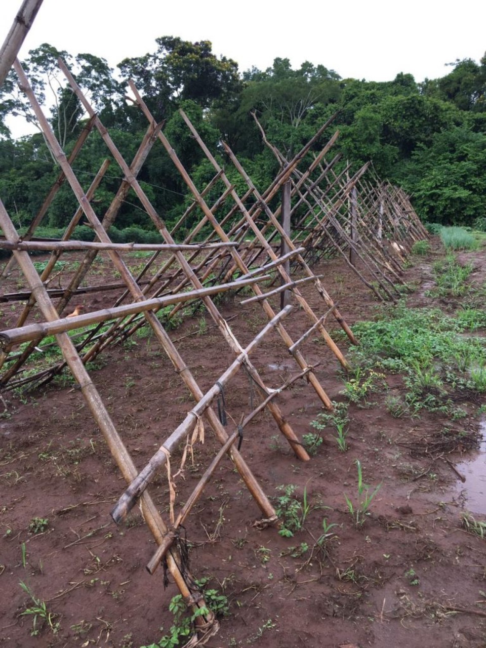 Fundação gerencia projeto de geração de renda sustentável para comunidades quilombolas e indígenas de MS