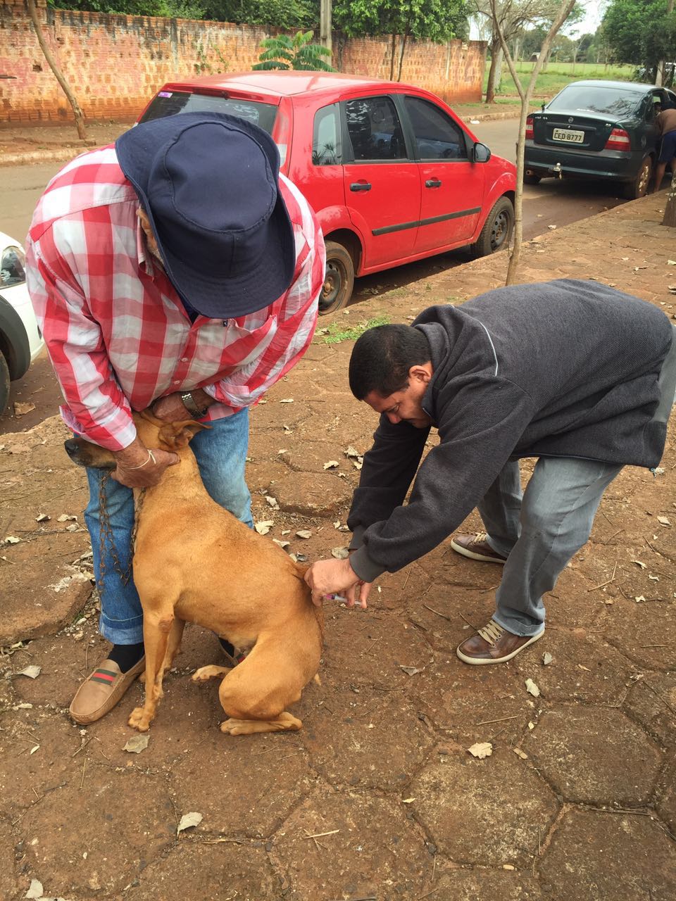o 'Dia D' da Campanha Nacional de Vacinação antirrábica