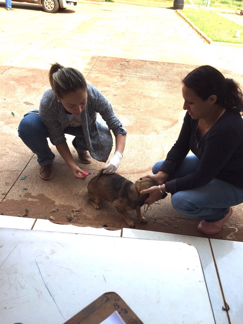 o 'Dia D' da Campanha Nacional de Vacinação antirrábica