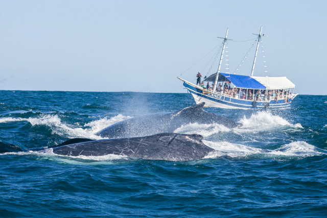 Ações protegem baleias no litoral Baleias na costa brasileira