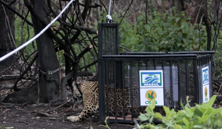 Em liberdade e monitorada: onça resgatada em incêndio do Pantanal é devolvida à natureza