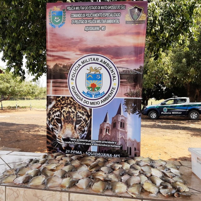 Polícia Militar Ambiental de Anastácio prende e autua pescador com 89 exemplares de peixes Polícia Militar Ambiental de Anastácio prende e autua pescador com 89 exemplares de peixes