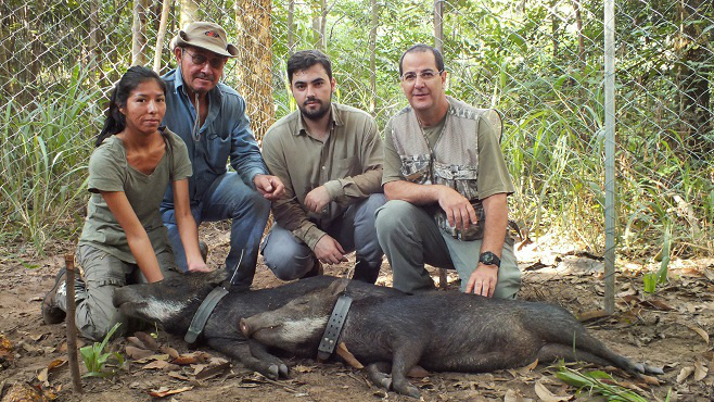 Fauna silvestre do Pantanal é monitorada em MS