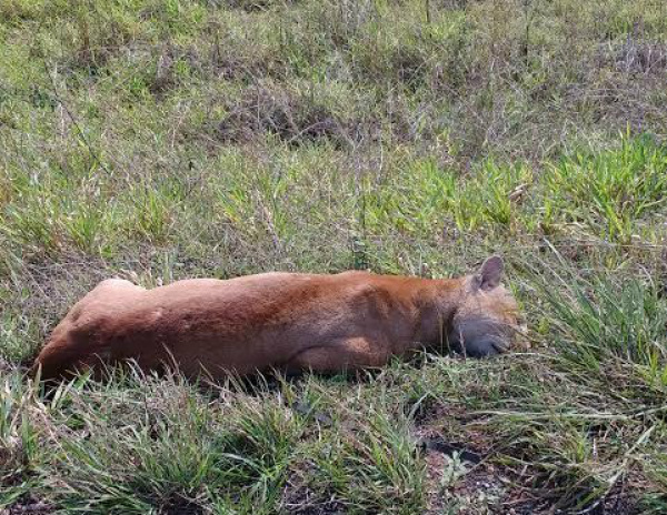 Onça-parda é recolhida por agentes da PMA na MS-384 Imagem: Policia Militar Ambiental